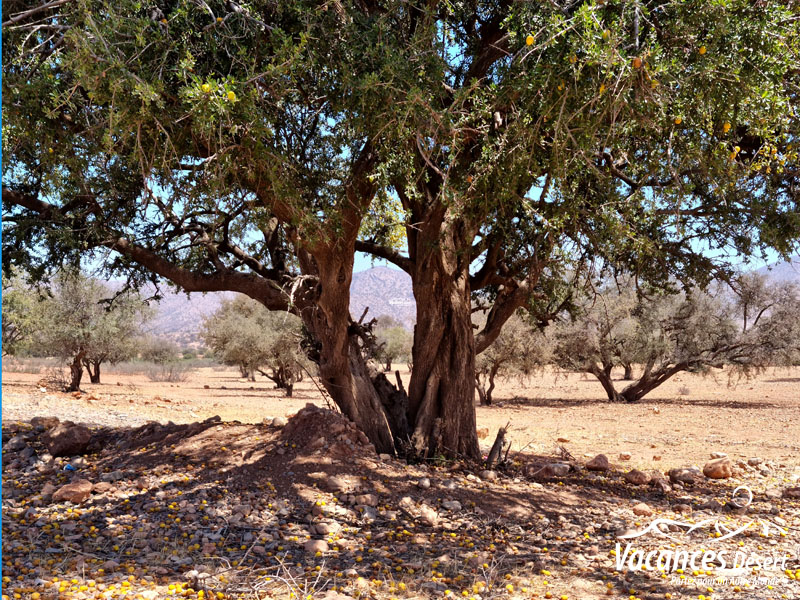 À la découverte des soins beauté marocains : secrets naturels du désert
